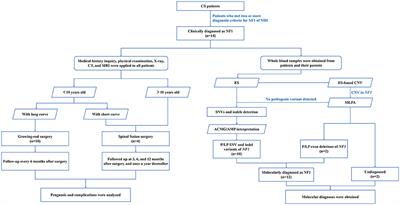 Genotypes and clinical intervention of patients with neurofibromatosis type 1 associated dystrophic scoliosis